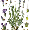 Lavender - English Seeds