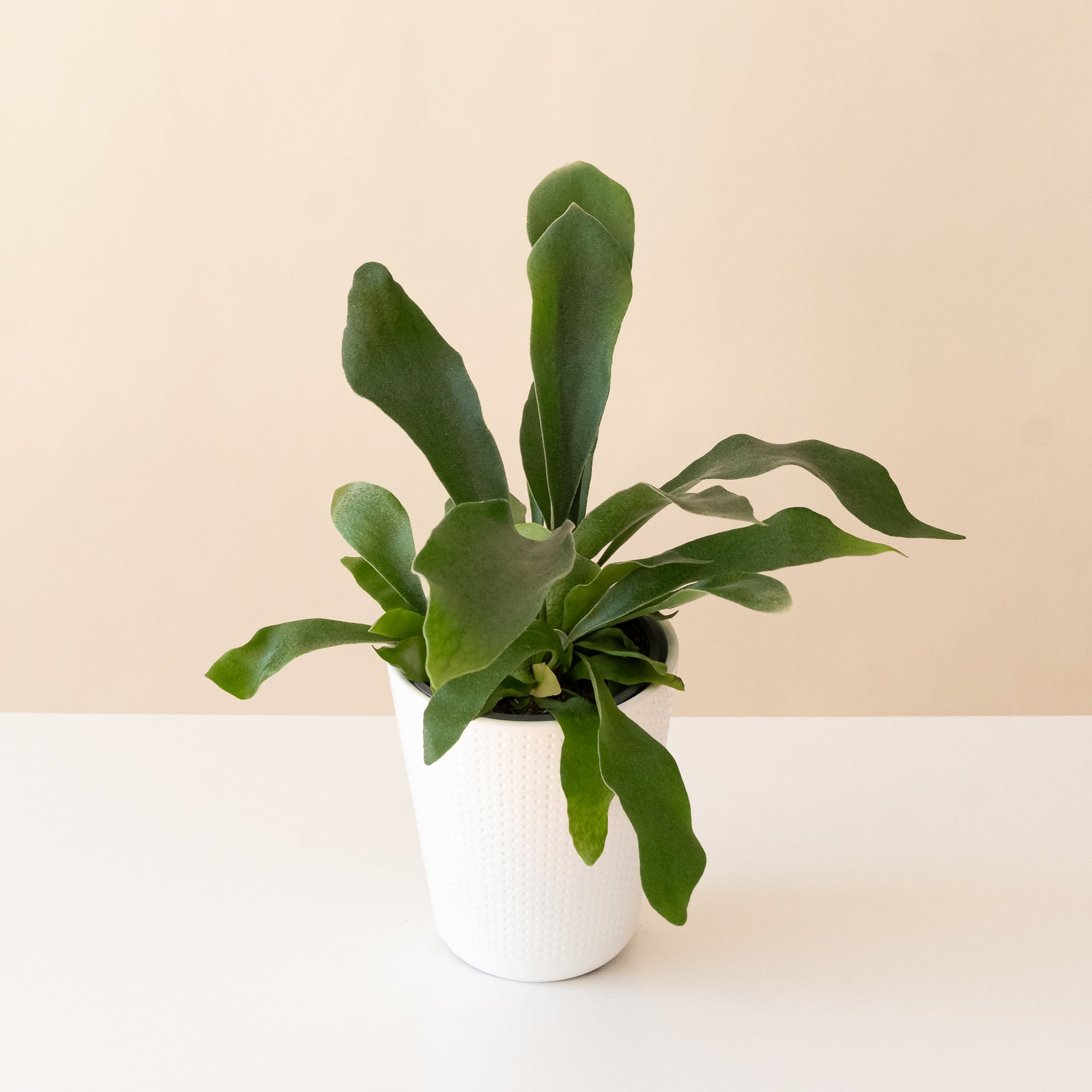 Staghorn Fern