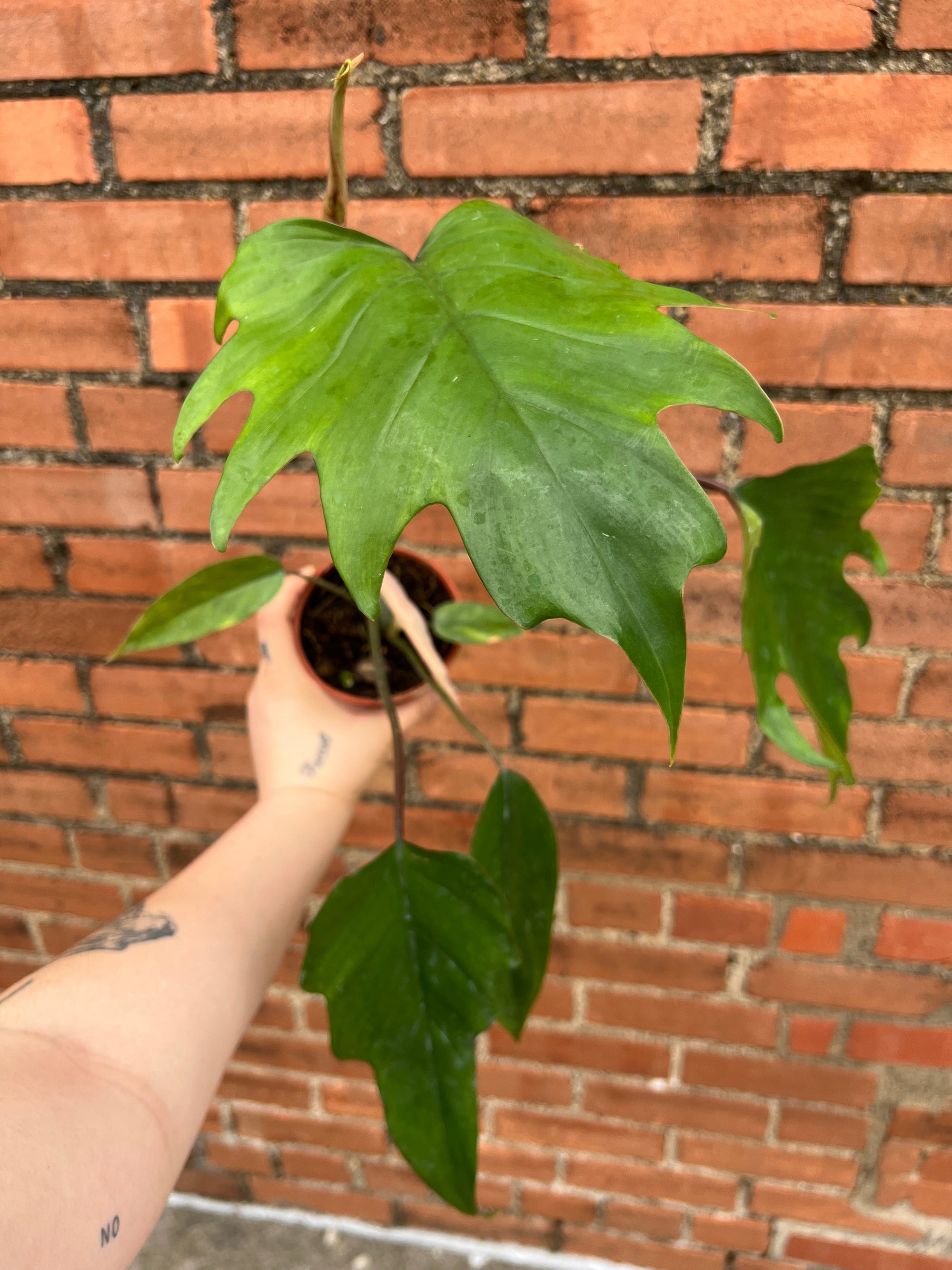 Philodendron Mayoi 4"