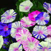 Harlequin Mix Morning Glory – 25 Seeds