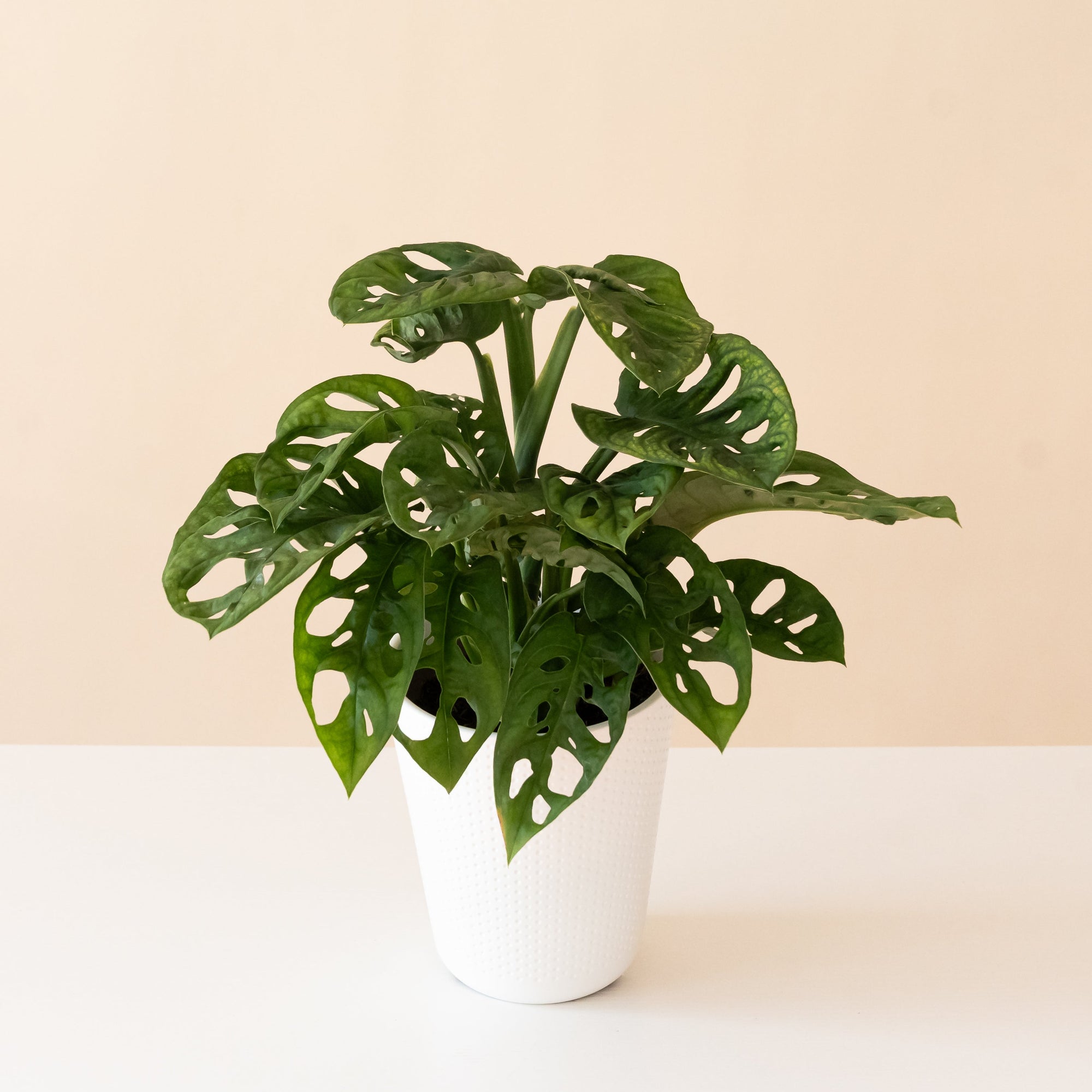 Monstera adansonii/ Monstera friedrichsthalii'