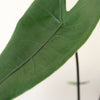 Alocasia Zebrina