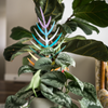 BARE™ Palmella™ - Customizable wooden plant support - Inspired by the Palm leaf