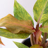 Philodendron "Orange you Gorgeous™