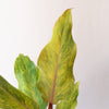 Philodendron "Orange you Gorgeous™