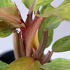 Philodendron "Orange you Gorgeous™