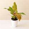 Philodendron "Orange you Gorgeous™