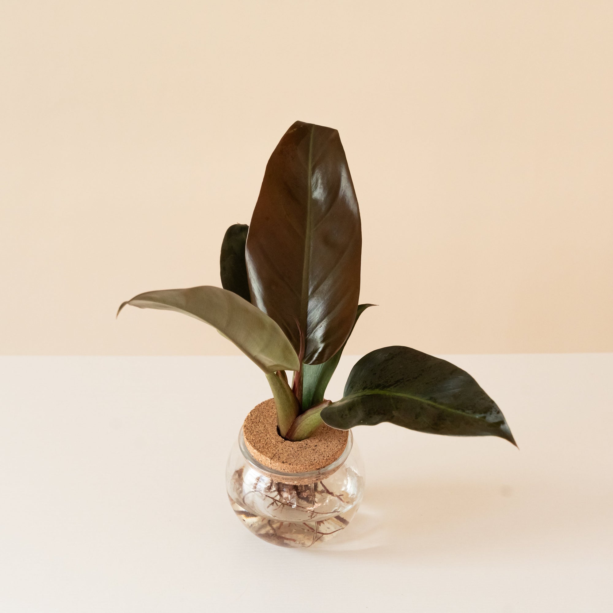 Philodendron Red Imperial