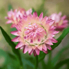 Silver Rose Strawflower – 25 Seeds