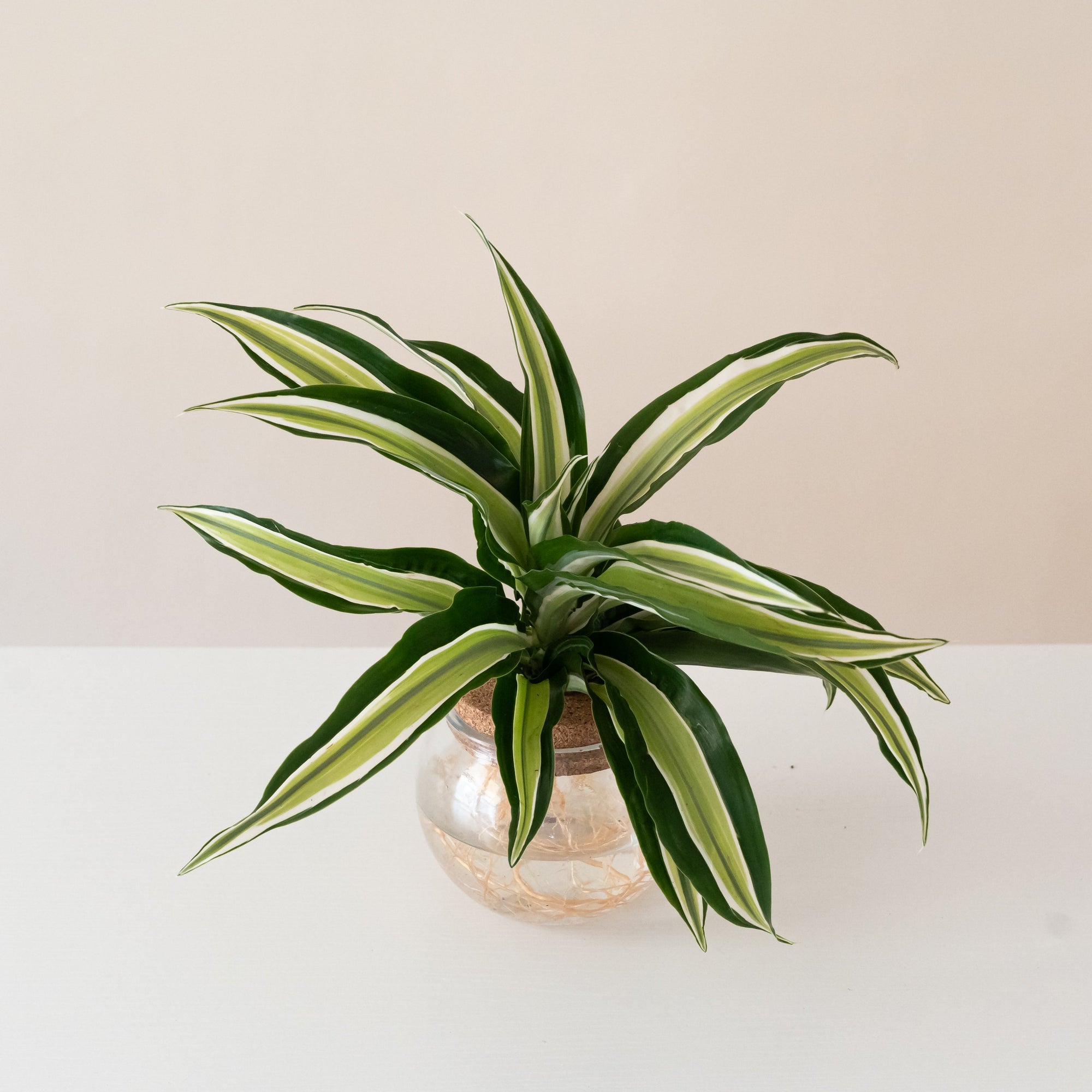 Dracaena Urban Urchin