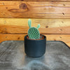 Bunny Ears Cactus/ Opuntia Microdasys Albispina