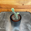 Bunny Ears Cactus/ Opuntia Microdasys Albispina