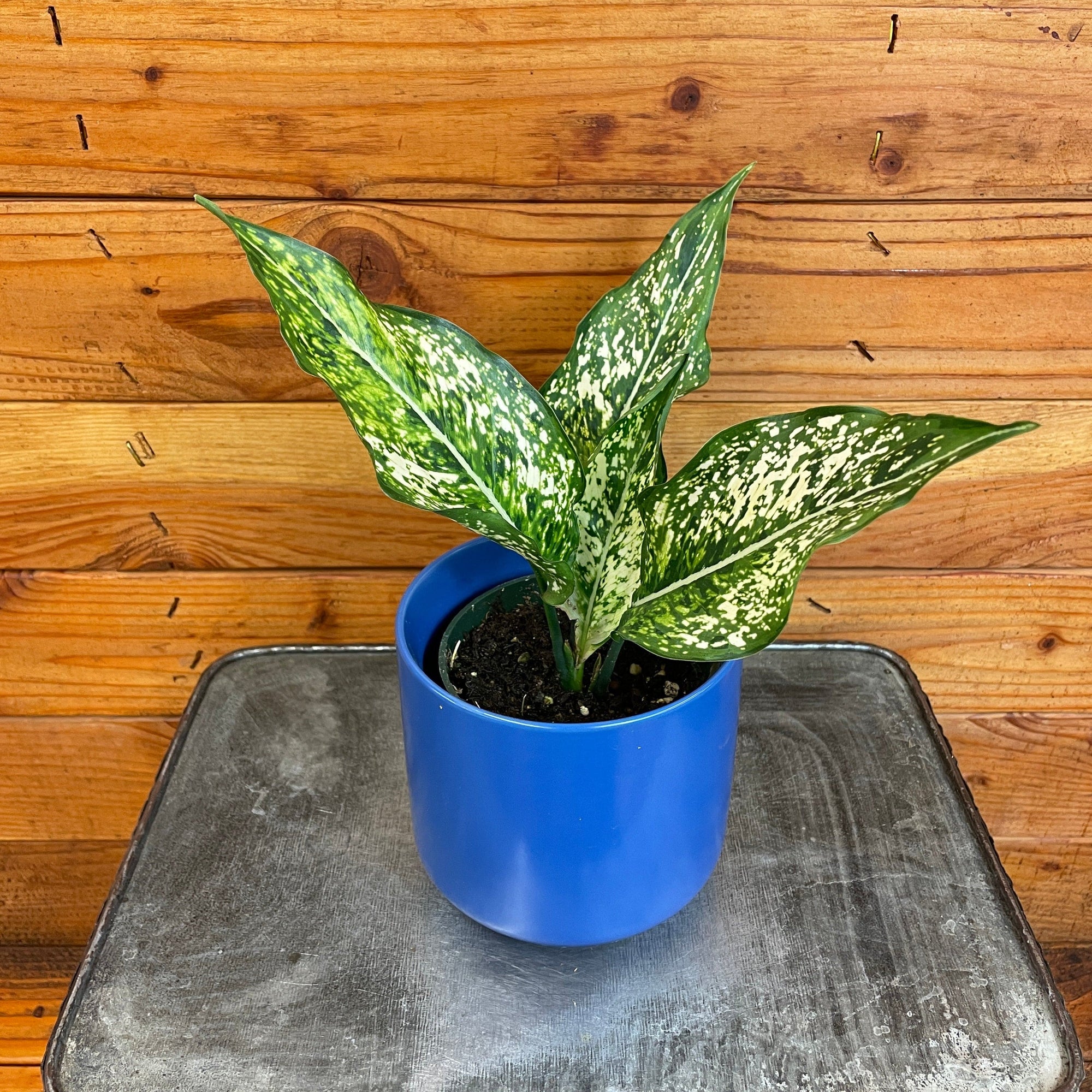 Aglaonema Snow White