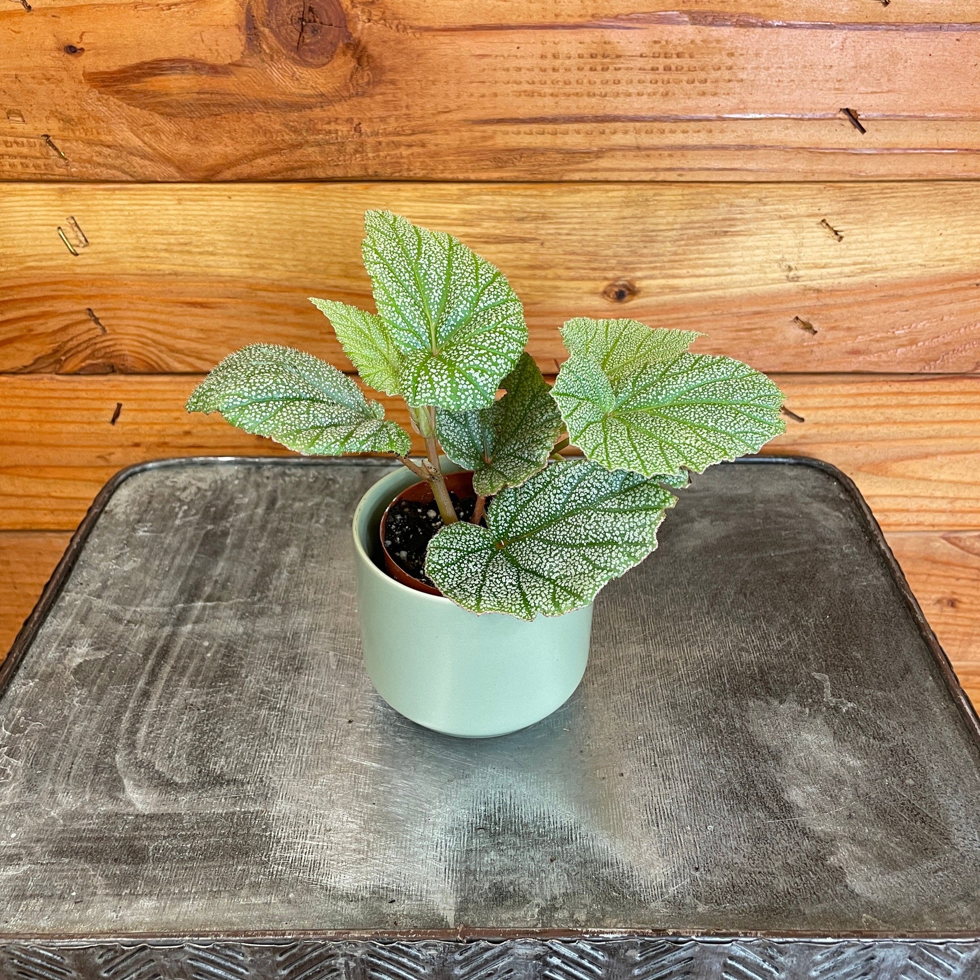 Begonia Angel Wing Sinbad Pink, 2" Plant