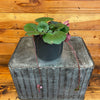Begonia Strawberry Dark Form