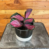 Calathea Roseopicta Rosy, 4" Plant