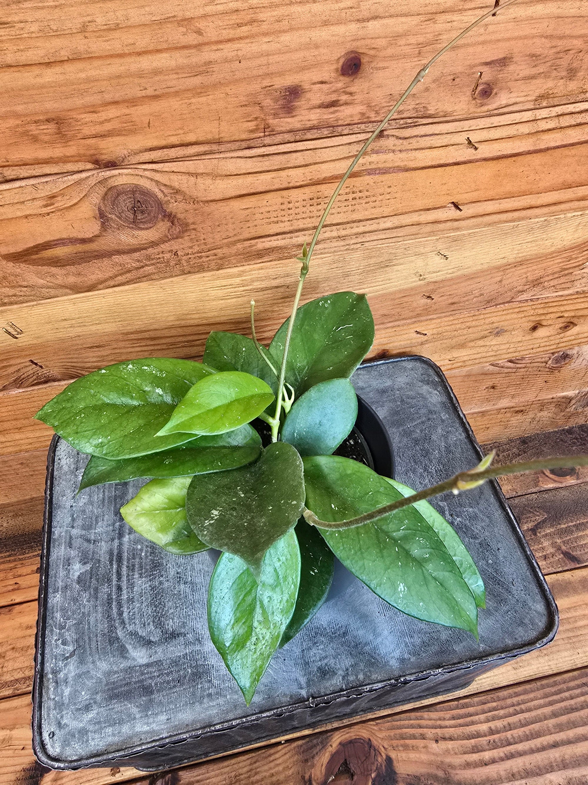 Hoya Pubicalyx x Fungii