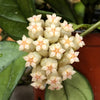 Hoya Hainanensis