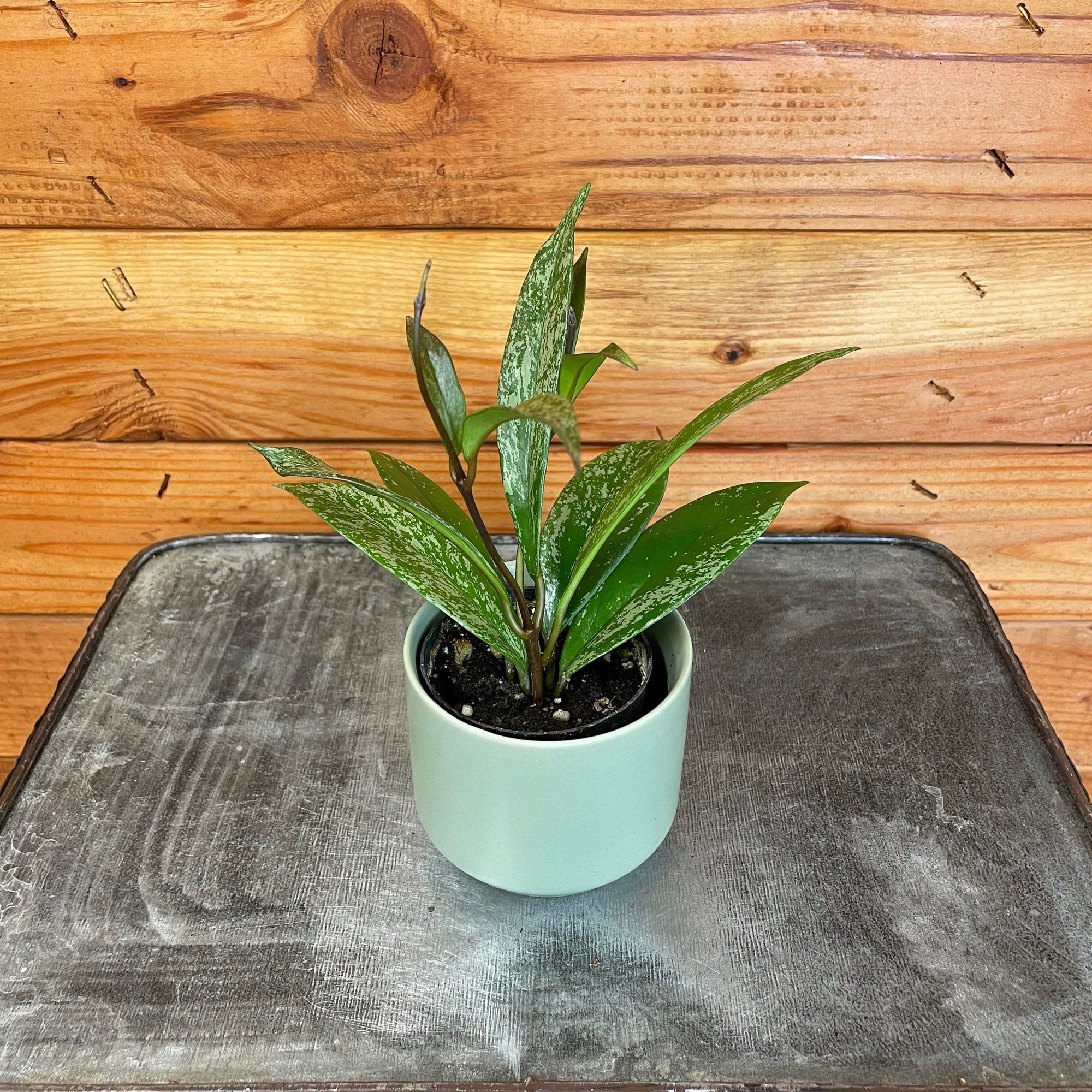 Hoya Pubicalyx Splash