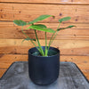 Monstera Deliciosa Split Leaf, 4" Plant