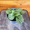 Peperomia Moonlight