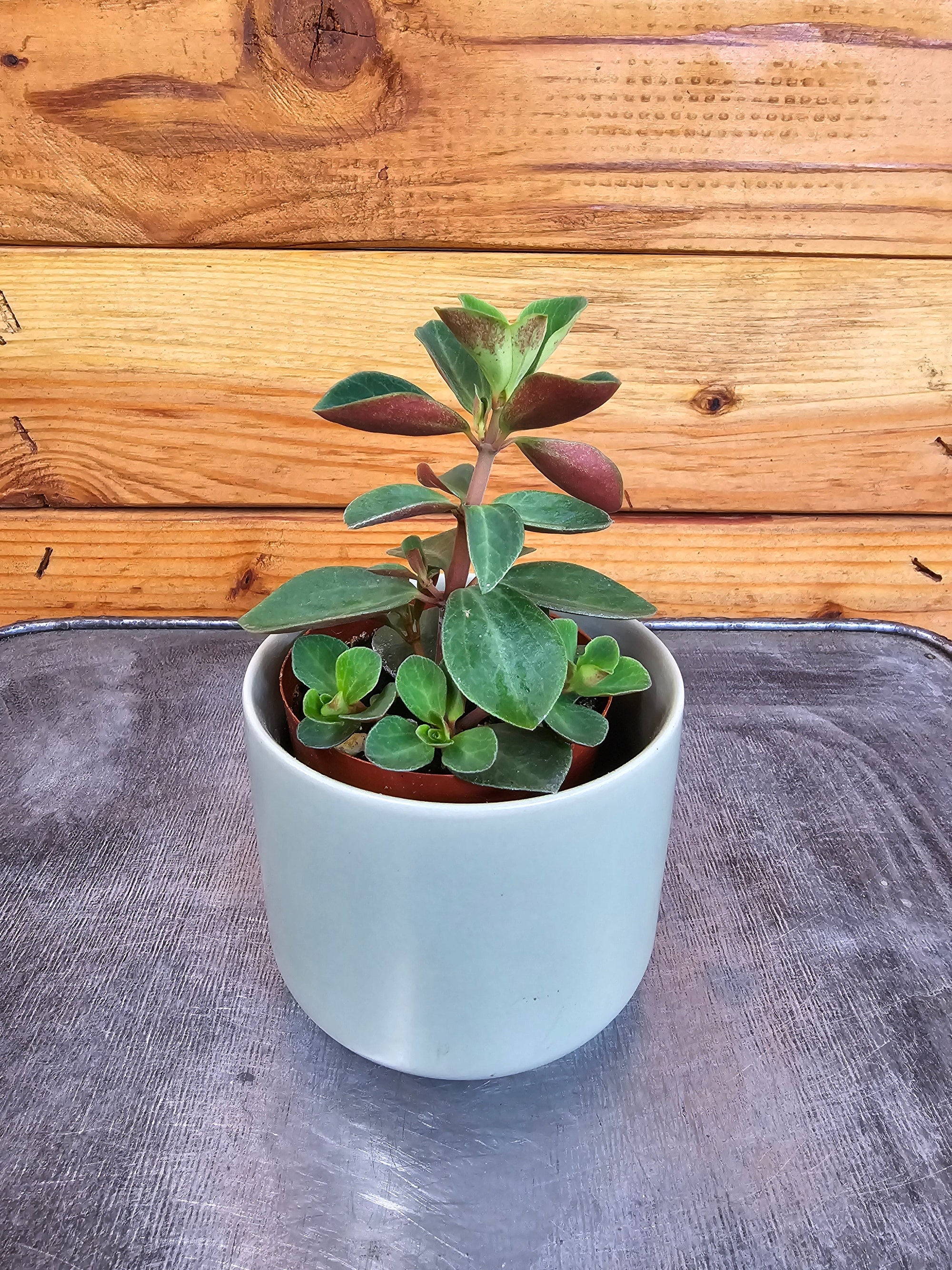 Peperomia Red Log