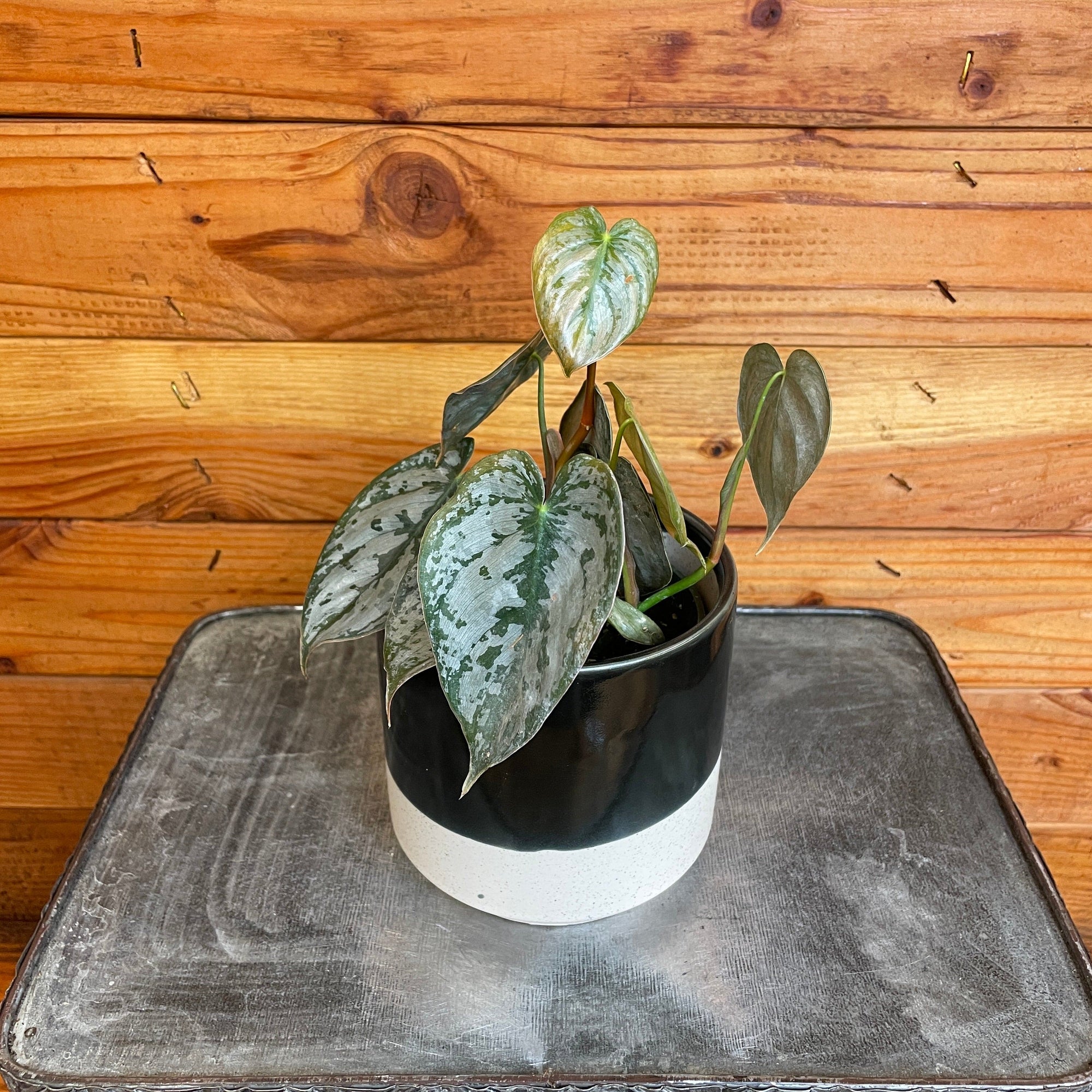 Philodendron Brandtianum, 4" Plant