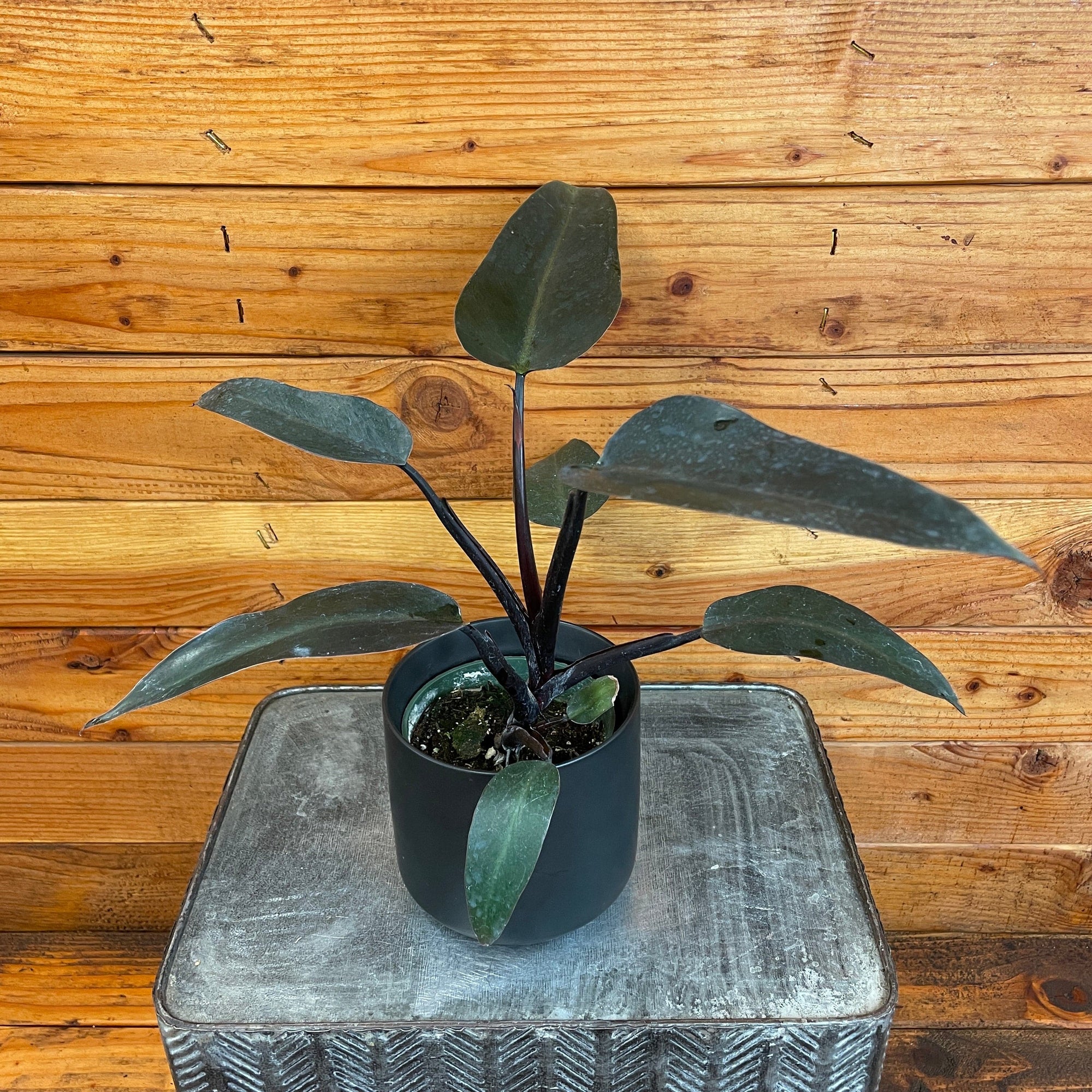 Philodendron Majesty, 4" Plant