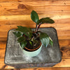 Philodendron White Knight, 4" Plant