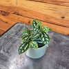 Pilea Cadierei Aluminium, 2" Plant