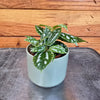 Pilea Cadierei Aluminium, 2" Plant