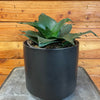 Sansevieria Black Jade Hahnii, 6" Plant