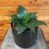 Sansevieria Black Jade Hahnii, 6" Plant