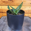 Sansevieria Green Hahnii, 4" Plant