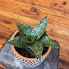 Sansevieria Green Hahnii, 6" Plant
