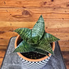 Sansevieria Green Hahnii, 6" Plant