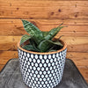 Sansevieria Green Hahnii, 6" Plant