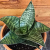 Sansevieria Green Hahnii, 6" Plant