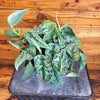Satin Pothos/ Scindapsus Silver Lady, 6" Plant
