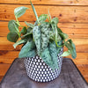 Satin Pothos/ Scindapsus Silver Lady, 6" Plant