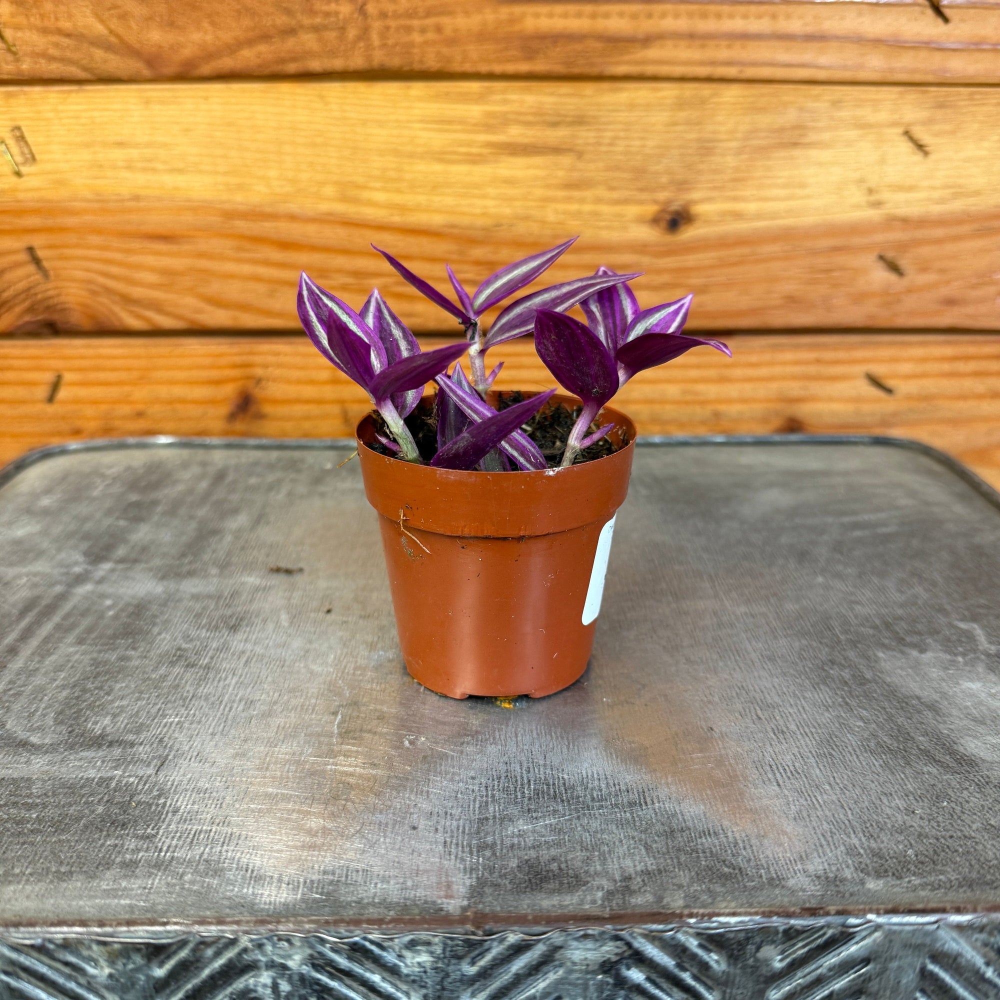 Tradescantia Pink Paradise