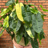 Philodendron Burle Marx Variegated