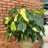 Philodendron Burle Marx Variegated